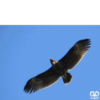 گونه عقاب خالدار بزرگ Greater Spotted Eagle